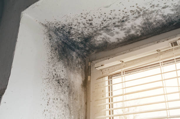 Affordable Basement Mold Removal solutions in Marysville, WA